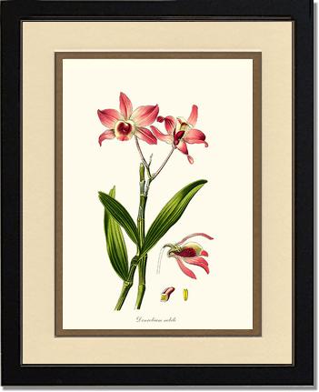 Dendrobium nobile | Orchid Wall Art Print