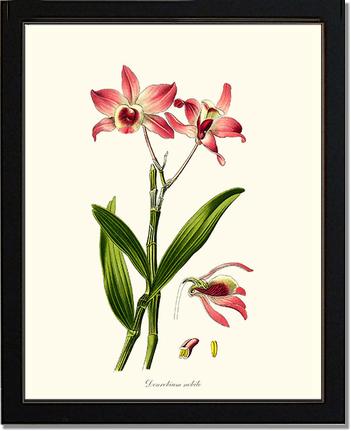 Dendrobium nobile | Orchid Wall Art Print