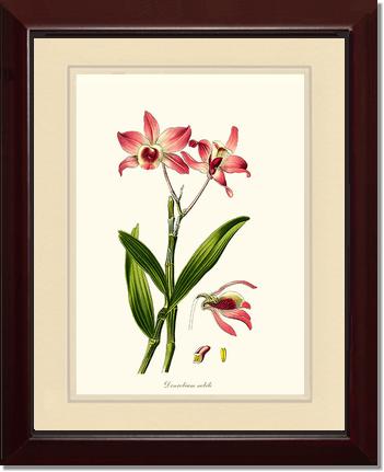 Dendrobium nobile | Orchid Wall Art Print