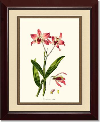 Dendrobium nobile | Orchid Wall Art Print