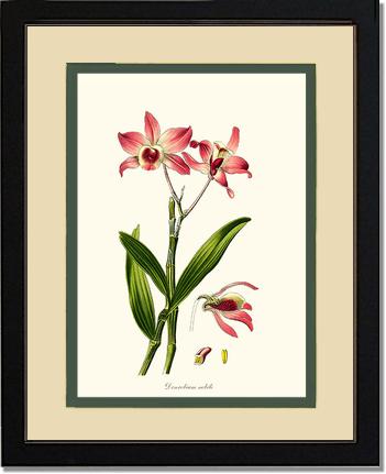 Dendrobium nobile | Orchid Wall Art Print