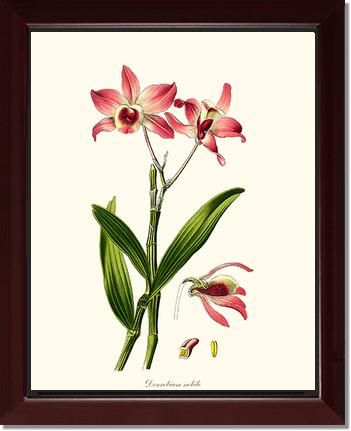 Dendrobium nobile | Orchid Wall Art Print