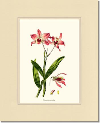 Dendrobium nobile | Orchid Wall Art Print