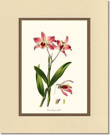 Dendrobium nobile | Orchid Wall Art Print