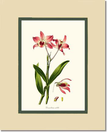 Dendrobium nobile | Orchid Wall Art Print