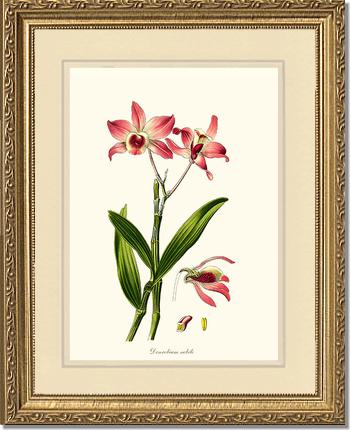Dendrobium nobile | Orchid Wall Art Print