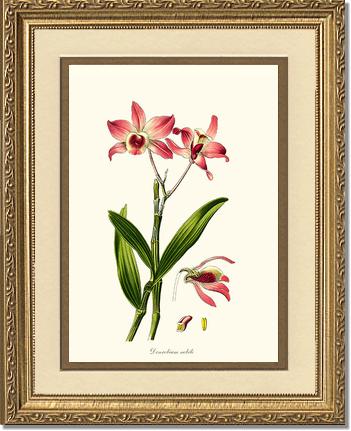 Dendrobium nobile | Orchid Wall Art Print