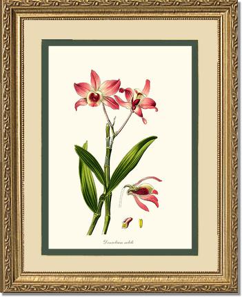 Dendrobium nobile | Orchid Wall Art Print
