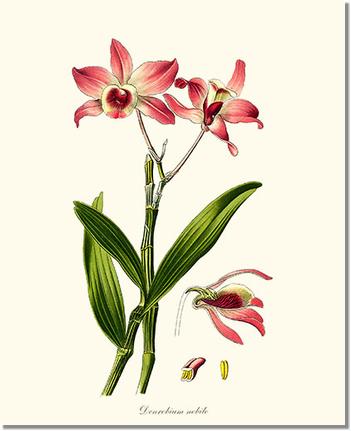 Dendrobium nobile | Orchid Wall Art Print