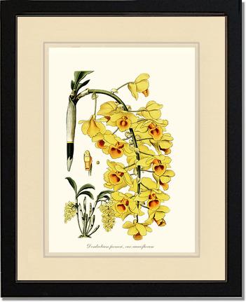 Dendrobium farmeri | Orchid Wall Art Print