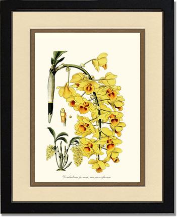Dendrobium farmeri | Orchid Wall Art Print