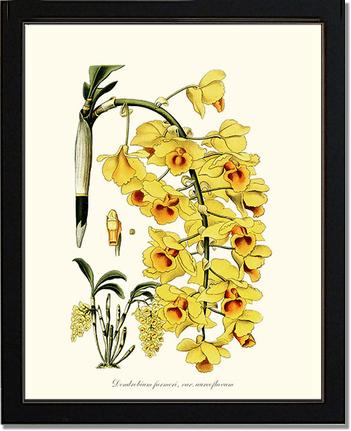 Dendrobium farmeri | Orchid Wall Art Print