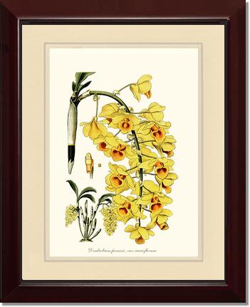 Dendrobium farmeri | Orchid Wall Art Print