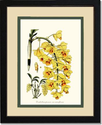 Dendrobium farmeri | Orchid Wall Art Print