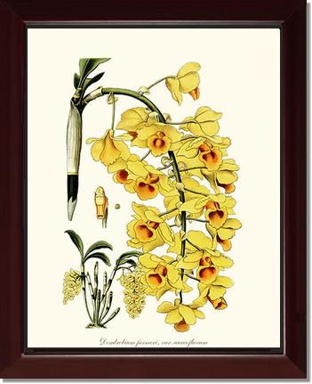 Dendrobium farmeri | Orchid Wall Art Print