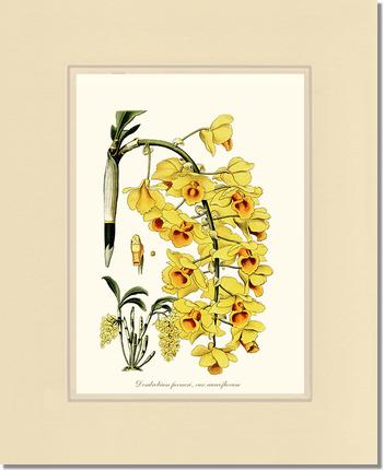 Dendrobium farmeri | Orchid Wall Art Print