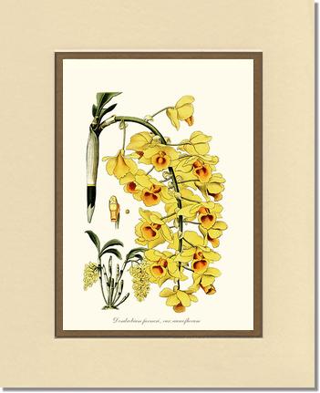 Dendrobium farmeri | Orchid Wall Art Print
