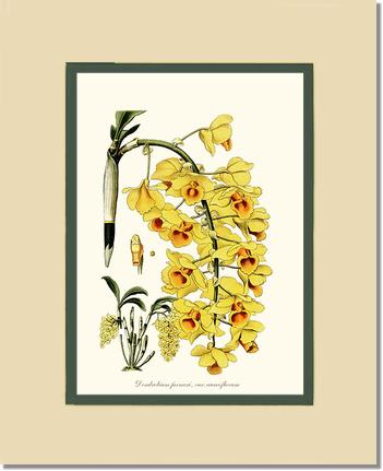 Dendrobium farmeri | Orchid Wall Art Print