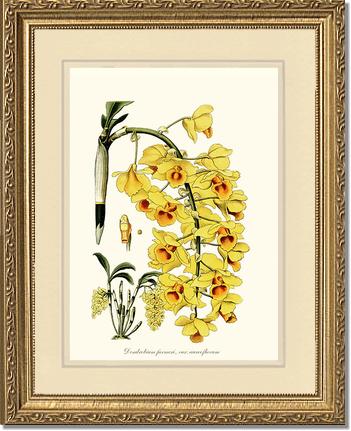 Dendrobium farmeri | Orchid Wall Art Print