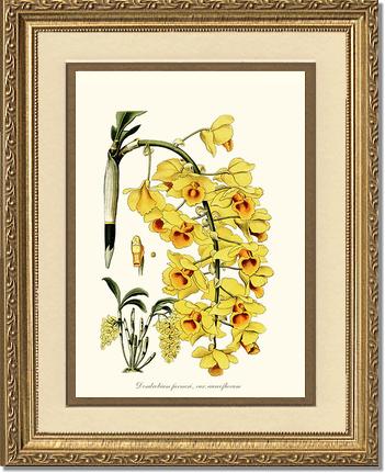 Dendrobium farmeri | Orchid Wall Art Print