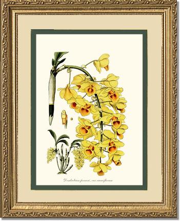 Dendrobium farmeri | Orchid Wall Art Print