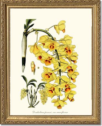 Dendrobium farmeri | Orchid Wall Art Print