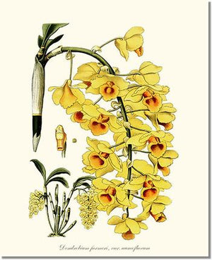 Orchid Print: Dendrobium farmeri