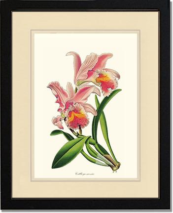 Cattleya mossiae | Orchid Wall Art Print
