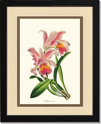 Cattleya mossiae | Orchid Wall Art Print