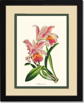 Cattleya mossiae | Orchid Wall Art Print