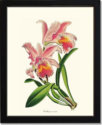 Cattleya mossiae | Orchid Wall Art Print