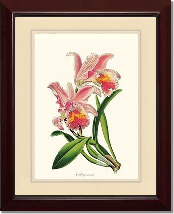 Cattleya mossiae | Orchid Wall Art Print