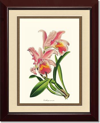 Cattleya mossiae | Orchid Wall Art Print