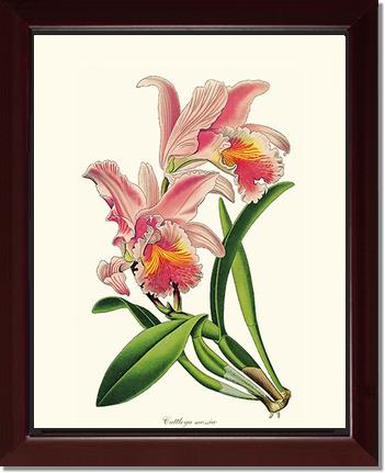 Cattleya mossiae | Orchid Wall Art Print