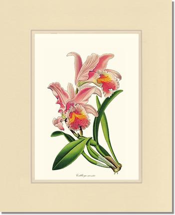 Cattleya mossiae | Orchid Wall Art Print