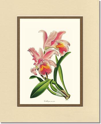 Cattleya mossiae | Orchid Wall Art Print
