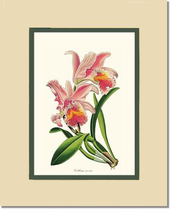 Cattleya mossiae | Orchid Wall Art Print