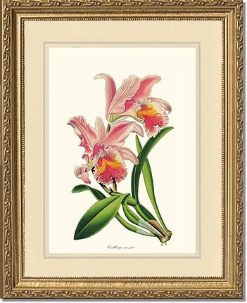 Cattleya mossiae | Orchid Wall Art Print