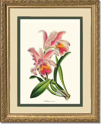 Cattleya mossiae | Orchid Wall Art Print