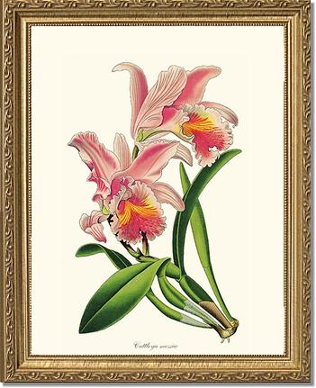 Cattleya mossiae | Orchid Wall Art Print