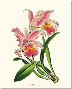 Orchid Print: Cattleya mossiae