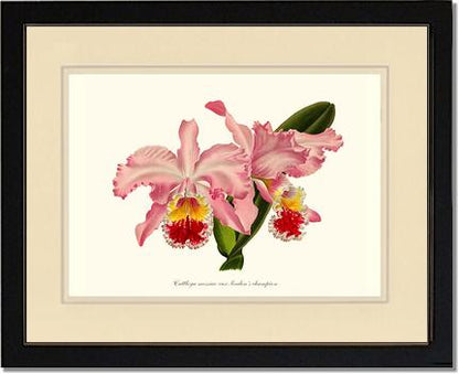 Cattleya mossiae | Orchid Wall Art Print