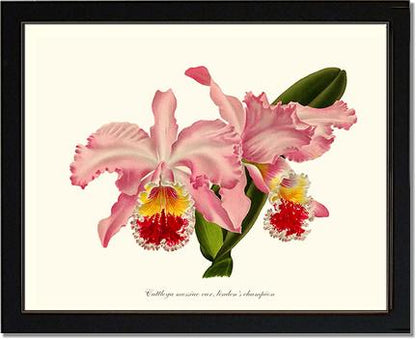 Cattleya mossiae | Orchid Wall Art Print