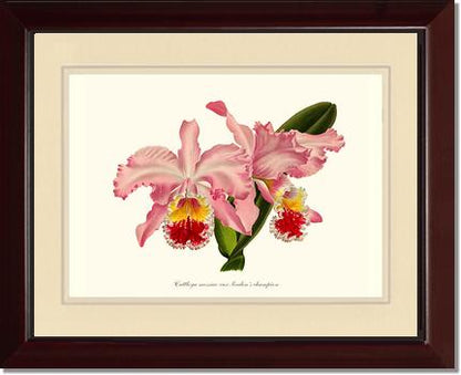 Cattleya mossiae | Orchid Wall Art Print