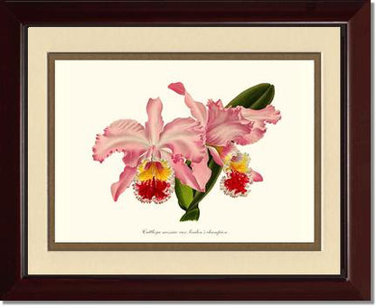 Cattleya mossiae | Orchid Wall Art Print