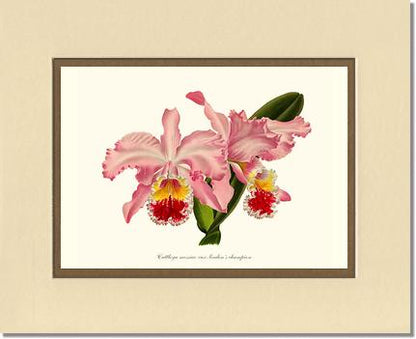 Cattleya mossiae | Orchid Wall Art Print