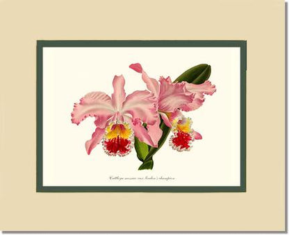 Cattleya mossiae | Orchid Wall Art Print