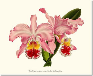 Orchid Print: Cattleya mossiae