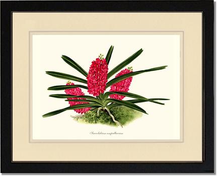 Saccolabium ampullaceum | Orchid Wall Art Print