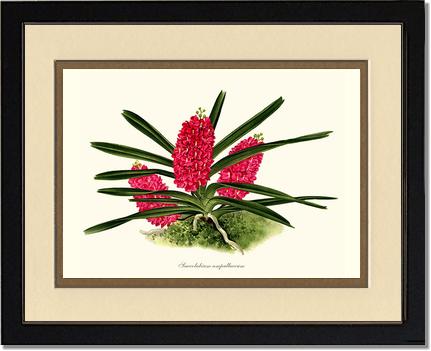 Saccolabium ampullaceum | Orchid Wall Art Print